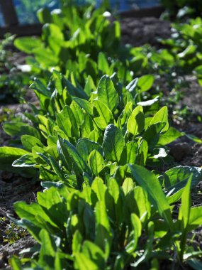 Erken sebze kuzukulağı