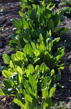 Erken sebze sorrel_3