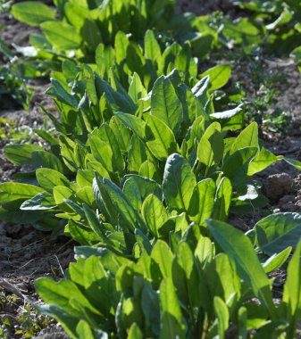 Erken sebze sorrel_4