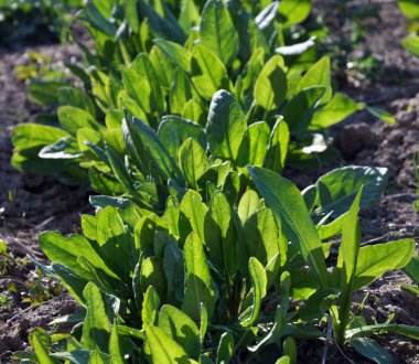 Erken sebze sorrel_6