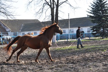 Cord_5 üzerinde sabah ısınma at