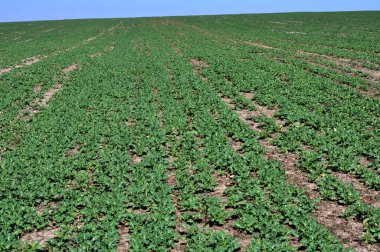 Kış rape_5 bitkileri ile bahar alanı