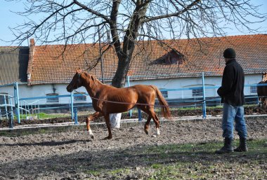 Cord_8 üzerinde bir at eğitimi