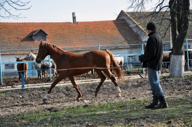 Cord_6 üzerinde bir at eğitimi