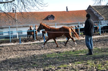 Cord_7 üzerinde bir at eğitimi