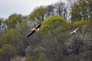 Orman Stork üzerinde uçan