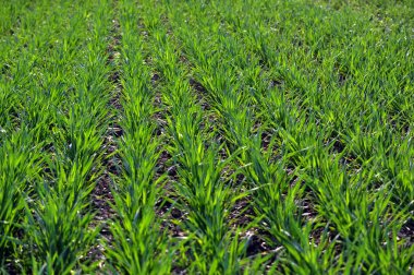 Kış buğday alanı Ekim baharda