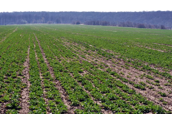 Campo de primavera com colheitas de colza de inverno _ 9 — Fotografia de Stock