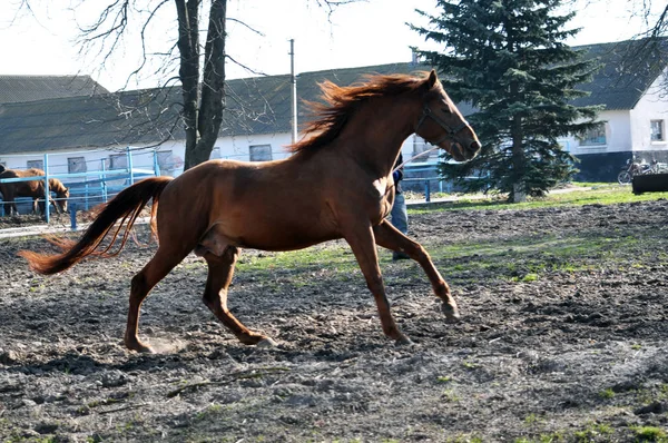 Training a horse on cord_3 — Stock Photo, Image