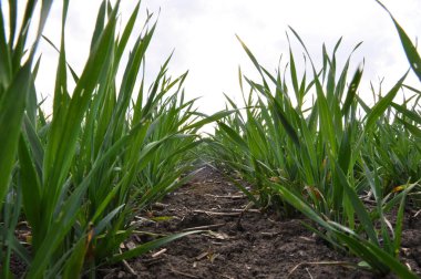 Bahar kış buğday field_8 Ekim