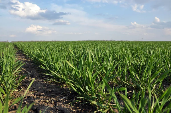 En la primavera siembra campo de trigo de invierno _ 9 —  Fotos de Stock