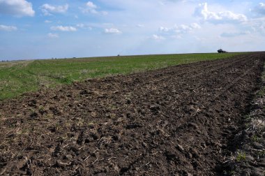 Şeker pancarı crop_2 altına alan hazırlamak