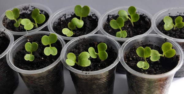 Stairs seedlings of cabbage Beijing type_11 — Stock Photo, Image