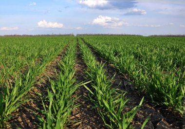 Kış buğday sowings_4