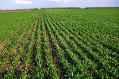 Kış buğday sowings_5