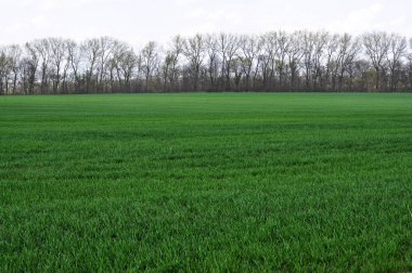 Kış buğday sowings