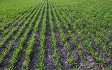 Kış buğday sowings_8