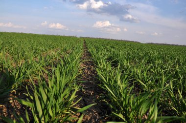 Kış buğday sowings_14