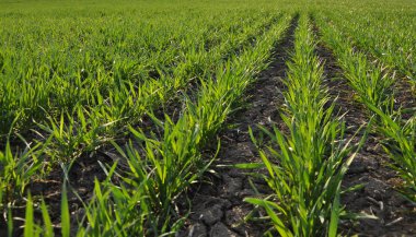 Kış buğday sowings_13