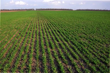 Kış buğday sowings_15