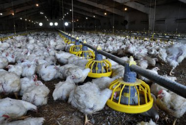 Broiler tavuk feeders_2 yakın