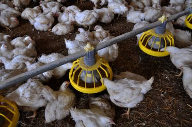 Broiler tavuk feeders_6 yakın