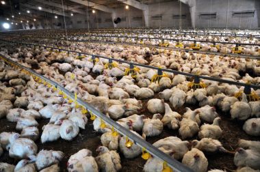 Büyüyen broiler tavuk çiftliği