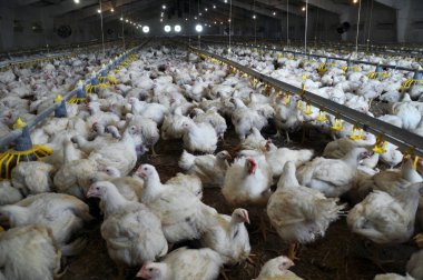Çiftlik büyüyen broiler chickens_6 için