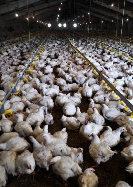 Çiftlik büyüyen broiler chickens_7 için