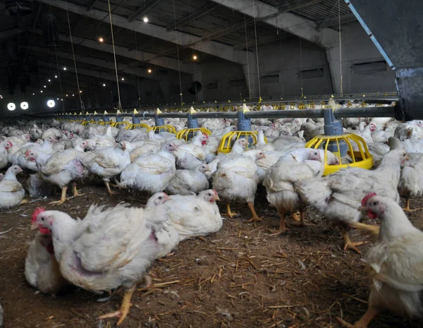 Broiler tavuk feeders_16 yakın