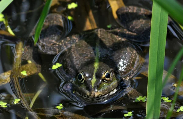 Rana en el río _ 11 — Foto de Stock