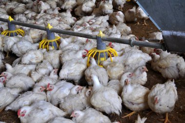 Broiler tavuk feeders_4 yakın