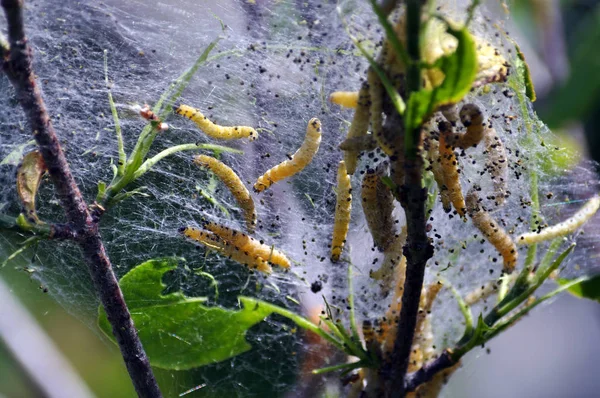 애벌레 둥지는 web_4에서 — 스톡 사진