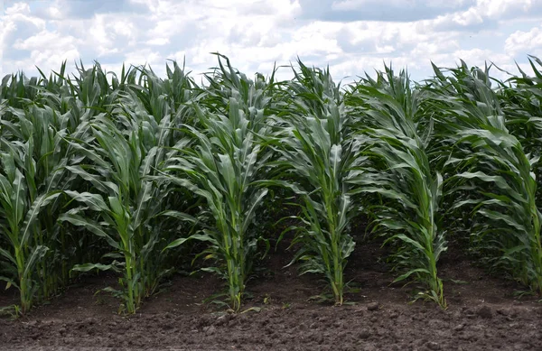 Crops of hybrid maize