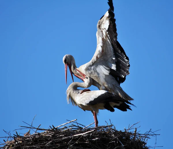 Pair of storks in the nest_11 — Stock Photo, Image