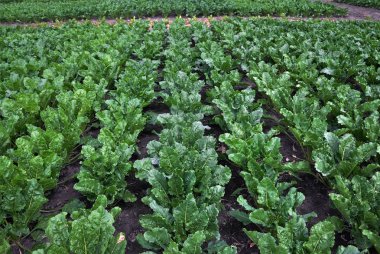 Artan şeker beets_3