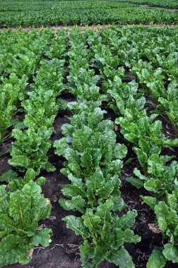 Artan şeker beets_4