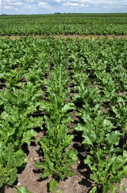 Artan şeker beets_6