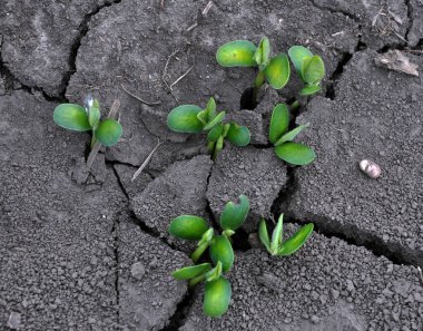 Soybean_2 ilk sürgünler