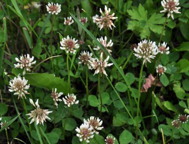 Beyaz yonca creeping_2