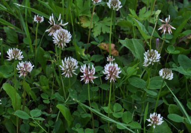 Beyaz yonca creeping_7