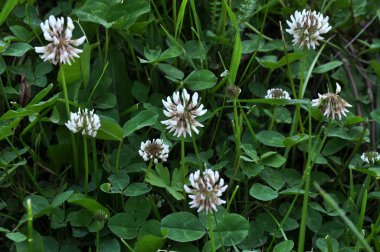 Beyaz yonca creeping_5