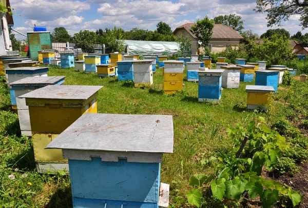 Amateur apiary near apartment building_4 — Stock Photo, Image