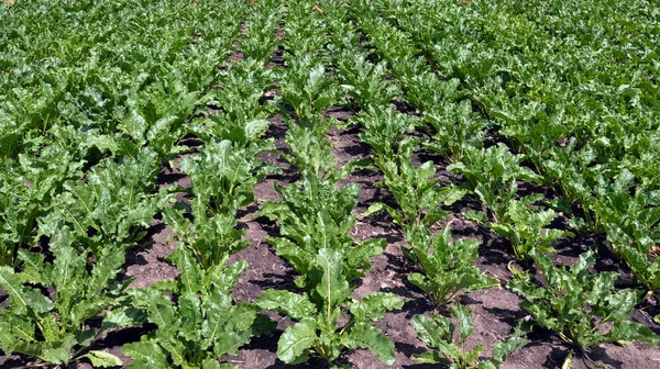 Artan şeker beets_2