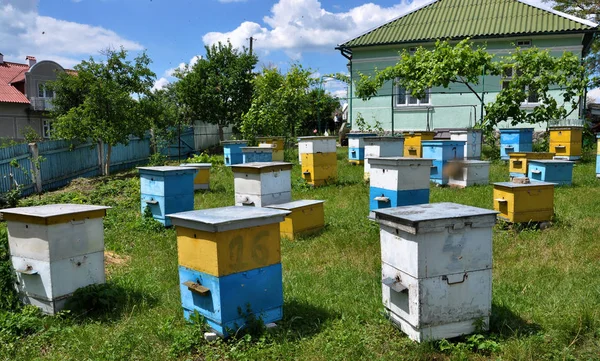 Amateur apiary near apartment building _ 3 — стоковое фото