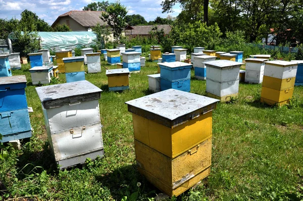 Amateur apiary near apartment building _ 5 — стоковое фото