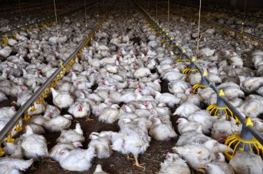 Çiftlik büyüyen broiler chickens_3 için