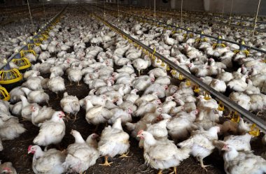 Çiftlik büyüyen broiler chickens_6 için