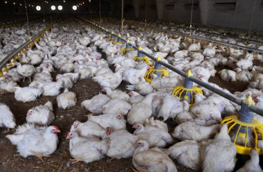 Çiftlik büyüyen broiler chickens_5 için