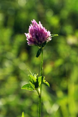 Kök ve leaves_3 ile yonca çiçek